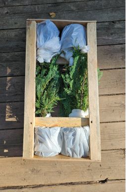 Кипарисовик Лавсона Колумнарис (Columnaris)