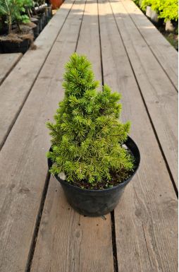 Ель канадская Рэйнбоуз Энд (Rainbows end)