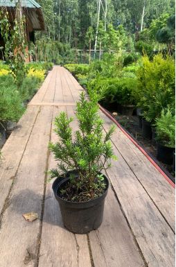 Тис средний Войтек (Wojtek)