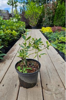 Бересклет форчуна Санспот (Sunspot)