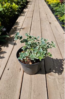 Бересклет форчуна Сильвер Квин (Silver Queen)