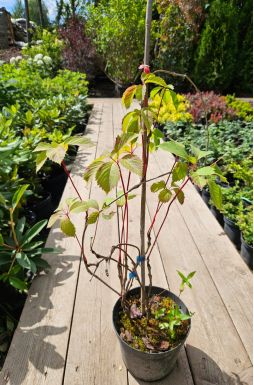 Виноград девичий