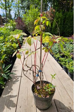 Виноград девичий