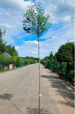 Вишня шаровидная Умбракулифера (Umbraculifera)