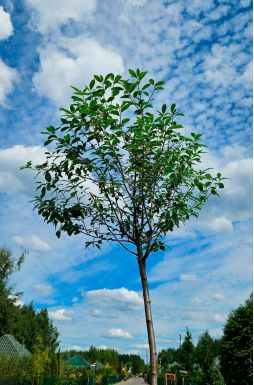 Вишня шаровидная Умбракулифера (Umbraculifera)