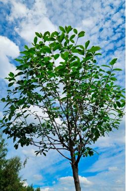 Вишня шаровидная Умбракулифера (Umbraculifera)