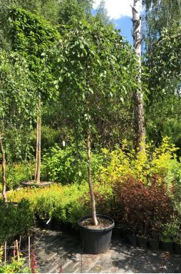 Берёза черная Саммер Каскад (Summer Cascade)