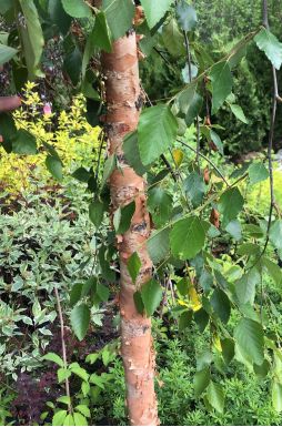 Берёза черная Саммер Каскад (Summer Cascade)