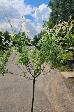 Ива цельнолистная Хакуро Нишики на штамбе (Hakuro-Nishiki Pa)