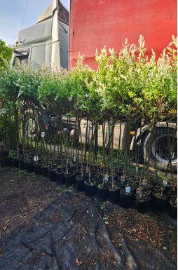 Ива цельнолистная Хакуро Нишики на штамбе (Hakuro-Nishiki Pa)