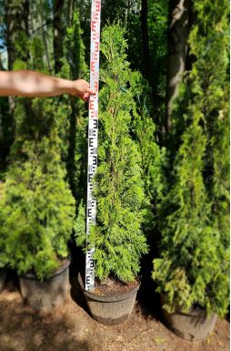 Туя западная Смарагд (Smaragd)