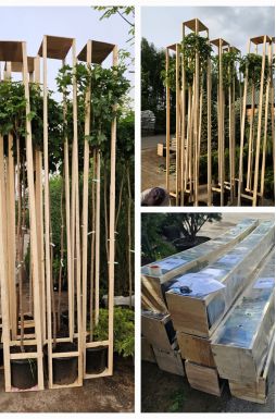 Клен остролистный Глобозум (Globosum)