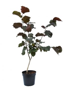 Лещина обыкновенная Пурпуреа (Purpureum)