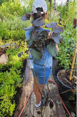 Лещина обыкновенная Пурпуреа (Purpureum)