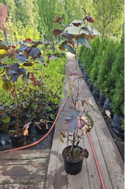 Лещина обыкновенная Пурпуреа (Purpureum)