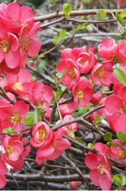 Айва японская Пинк Леди (Pink Lady)