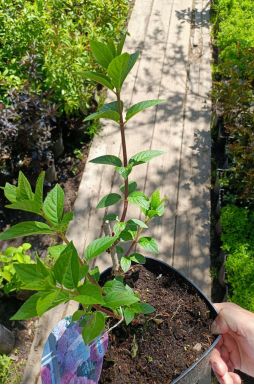 Гортензия метельчатая Ванилла Фрейз (Vanille Fraise)