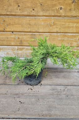 Можжевельник средний Голд Кост (Gold coast)