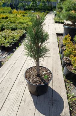 Сосна черная Грин Тауэр (Green tower)