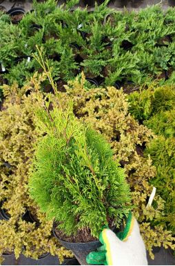 Туя западная Мики (Miky)