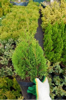 Туя западная Мики (Miky)