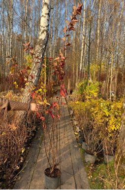 Пузыреплодник калинолистный Диабло (Diabolo)