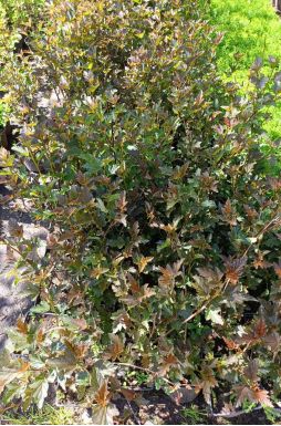 Пузыреплодник калинолистный Ред Барон (Red Baron)