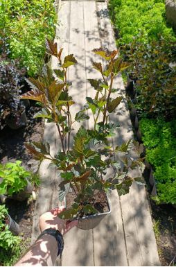 Пузыреплодник калинолистный Ред Барон (Red Baron)