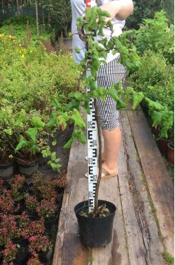 Лещина обыкновенная Конторта (Contorta)