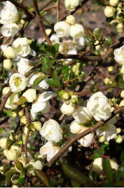 Айва японская Джет Трейл (Jet Trail)
