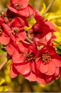 Айва японская превосходная (Nicolin)