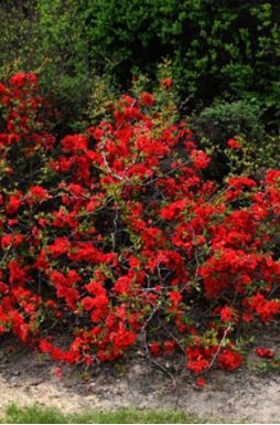 Айва японская превосходная (Nicolin)