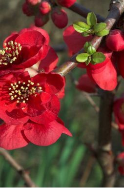 Айва японская превосходная (Nicolin)