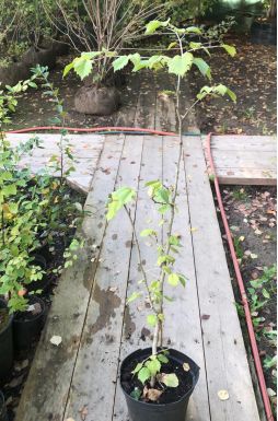 Лещина обыкновенная Aурея (Aurea)