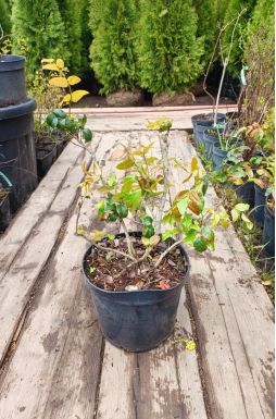 Магония падуболистная