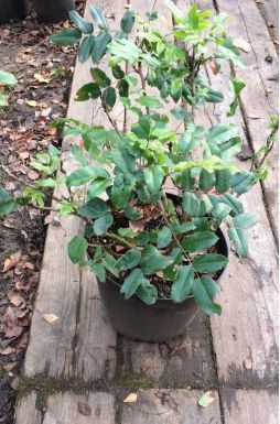 Магония падуболистная