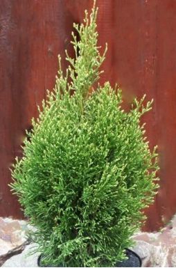 Туя смарагд Витбонт (Wintbont)